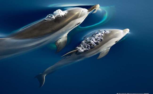 Striped dolphin, Copyright Frédéric Bassemayousse/WWF