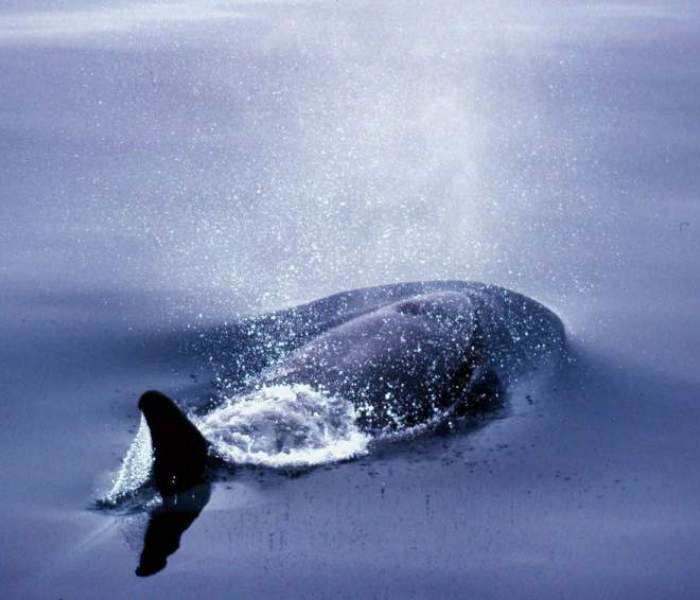 Orcinus orca © Kevin Schafer  WWF Canon
